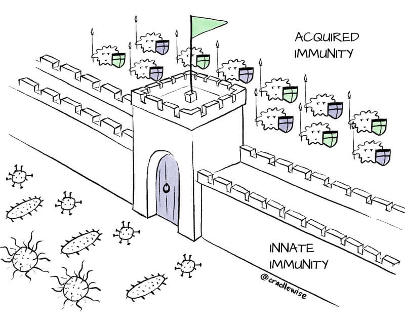 Immune System: Acquired and Innate Immunity